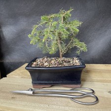 Evergreen Bonsai Potted