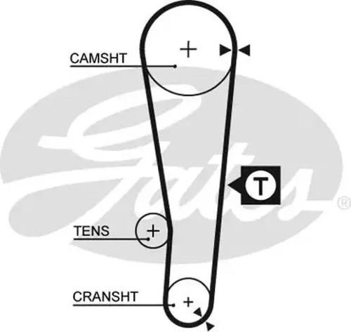 Timing belt with trapezoidal