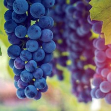 Vine Grape Hardy Shrub Fruit