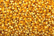 Popcorn Kernels Seeds Popping Corn Raw Kernals 500g 1kg 2kg 5kg 10kg 20kg BULK