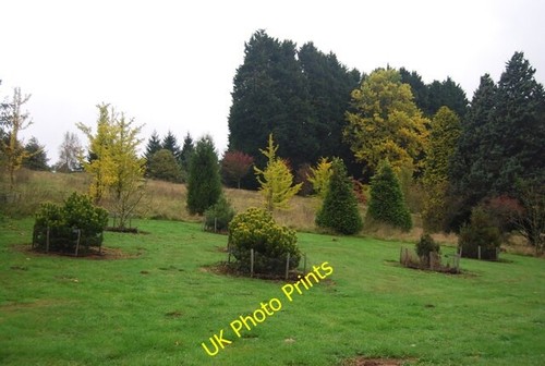 Photo 6x4 national pinetum - photo,