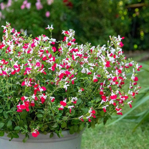 Salvia hot lips red - salvia, lips'