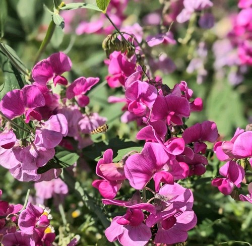Everlasting perennial - ,