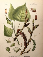 1886 Antique Illustration