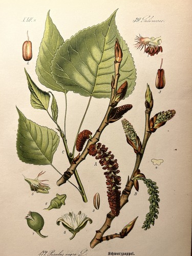 1886 antique illustration - 1886,