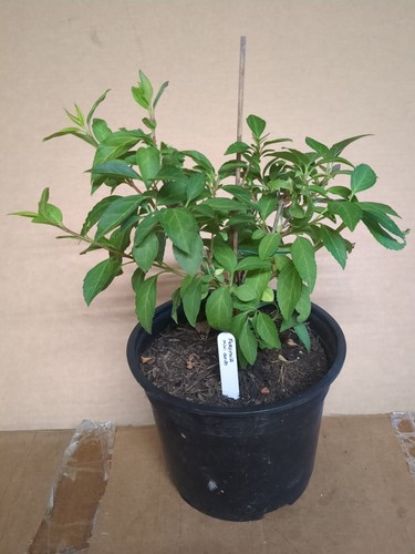 Dwarf forsythia minigold - dwarf, *