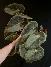 XLL Begonia Silver Edge
