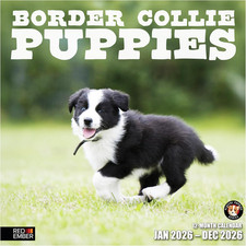 Border Collie Puppies 2026