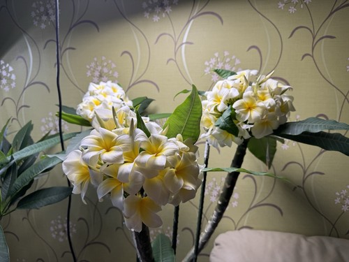 Large plumeria plants - large,