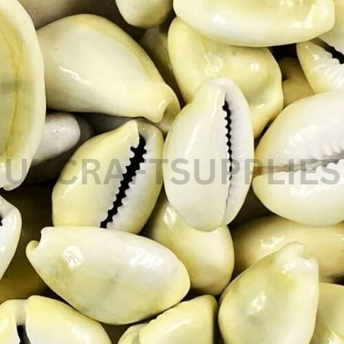 Pcs natural cowrie - 20,