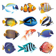 Tropical Fish Vinyl Art Decal