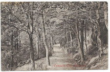 Postcard The Plantation