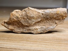 Kem Kem Fossil Dinosaur Bone Spinosaurus? African T-Rex? Abelisaur? (Ref 8524)