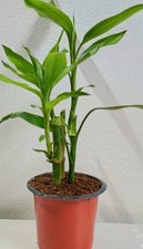 Straight Lucky Bamboo Plant In