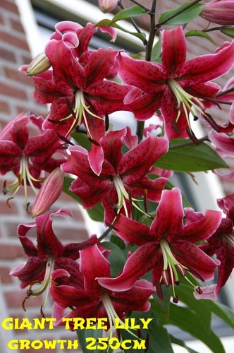 Lilium bulbs miss feya giant - ,