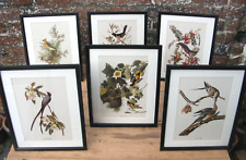 Vintage Framed Audubon Bird Prints