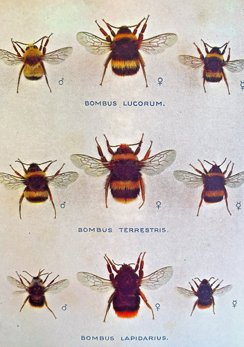 Bees ants wasps 1934 c - 1934, a&c