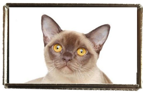 Burmese cat pet silver - pet, colour