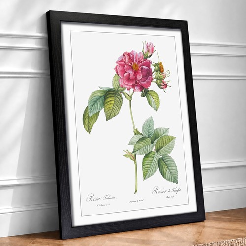 Rose frankfurt pink - rose,