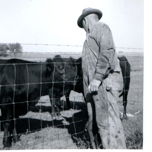 C1950s farmer cattle - farmer,