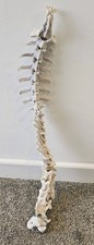 complete Sheep vertebrae spine