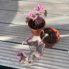 Pelargonium L’élégante | Ivy leaf X2 geranium ave height 3 inch width 3 1/2 inch