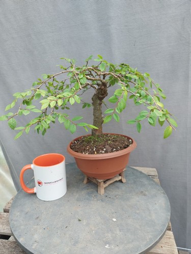 Weepimg style chinese elm - weepimg,