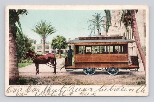 Udb postcard palm - ,