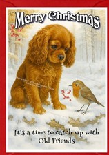 Cavalier King Charles Spaniel