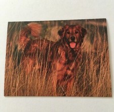 Golden Retriever Dog in Grass