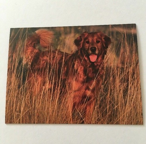 Golden retriever dog grass - golden,