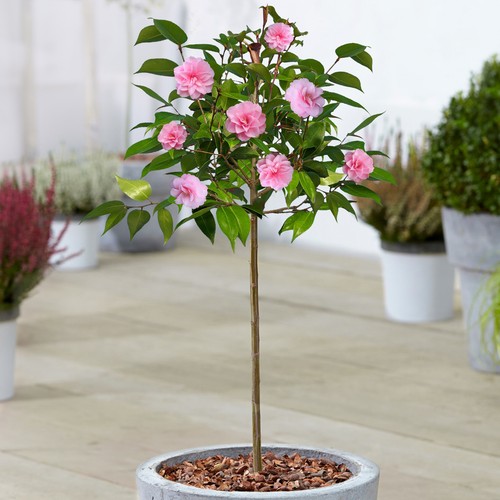 Camellia spring festival tree - camellia,