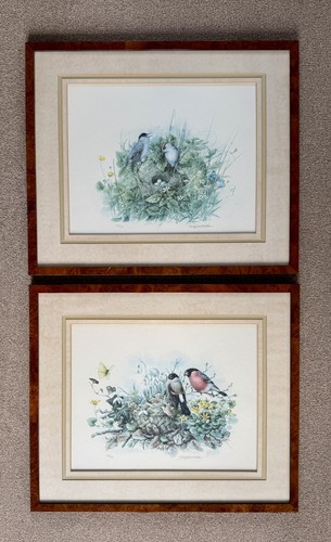 Limited edition bird - edition,