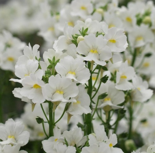 Nemesia plug plants - , garden