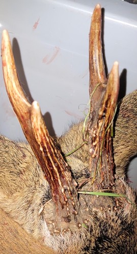 Antlers from roe deer pts - antlers,