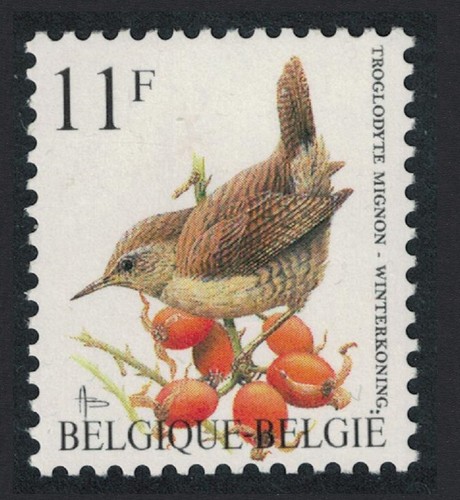 Winter wren bird - wren,