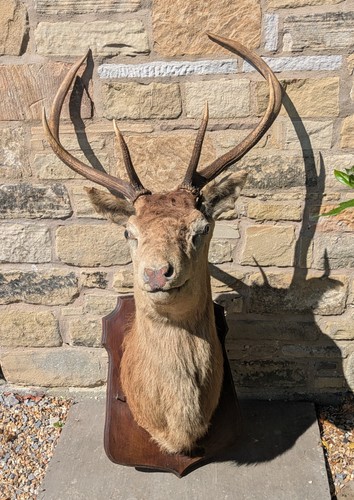 Good 19th century taxidermy - 19th,