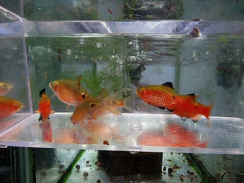 Breeding pair rosey - 3,