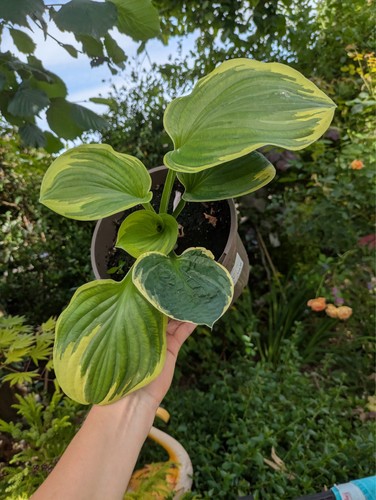 Hosta christmas tree - hosta,