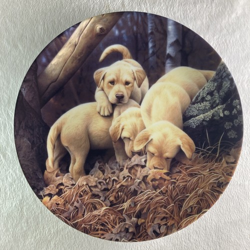 Where plate dog days - go?,