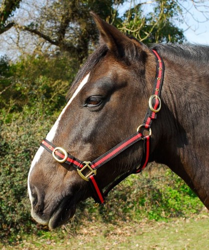 Rhinegold nylon horse pony - nylon, horse/pony