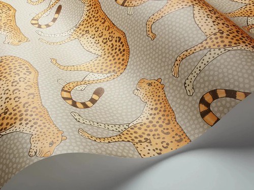 Cole son leopard walk - son,