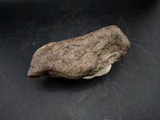 Woolly Mammoth Tusk Tip Fossil
