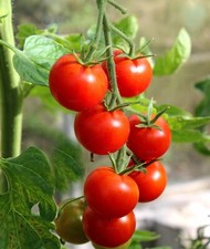 Tomato Organic Seeds, red