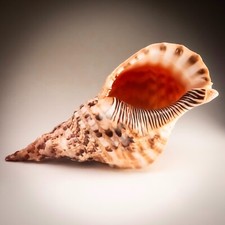 Giant Tritons Trumpet Shell Charonia Tritonis 32cm Australian Collector Specimen
