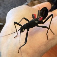 STICK INSECTS 12+ , Black Beauty’s , Live Food