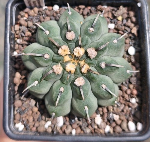 Gymnocalycium vatteri var - vatteri,