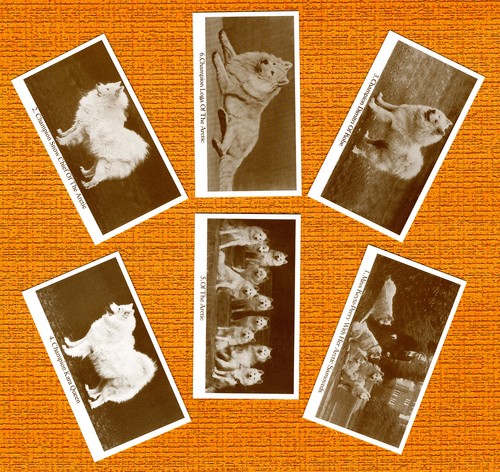 Samoyed set six named dog - set,