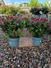 2 x 2L Pink Flowering Hebe