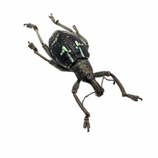 The Weevil Beetle (rhinoscapha